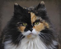 Calico Cat Portrait Fine Art Print