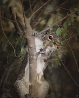 Camera Shy Squirrel Fine Art Print