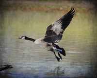 Canadian Goose In Flight 1 Fine Art Print