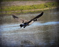 Canadian Goose In Flight 2 Fine Art Print
