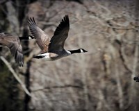 Canadian Goose In Flight 3 Fine Art Print