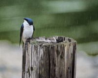 Catching Raindrops Fine Art Print