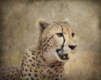 Cheetah Fine Art Print