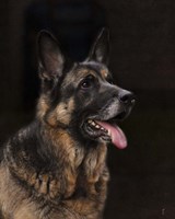 Classic German Shepherd Fine Art Print