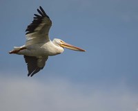 Coasting Fine Art Print