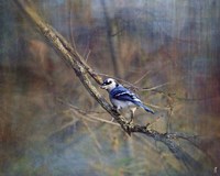 Color My World Blue Jay Fine Art Print