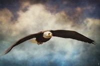 Coming Home Bald Eagle Fine Art Print