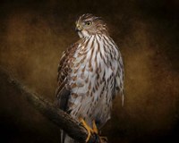 Coopers Hawk Portrait 1 Fine Art Print