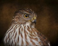 Coopers Hawk Portrait 2 Fine Art Print
