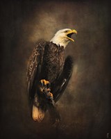 Crying for the Lost Bald Eagle Fine Art Print