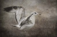 Dance Of The Lone Gull Fine Art Print