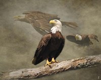 Dreaming Of Freedom Bald Eagles Fine Art Print