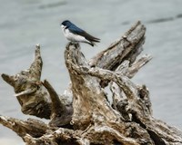 Driftwood Song Fine Art Print