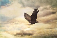 Early Evening Flight Bald Eagle 1 Fine Art Print