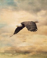 Early Evening Flight Bald Eagle 2 Fine Art Print