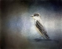 Eastern Kingbird Portrait Fine Art Print