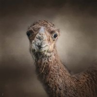 Eat Your Veggies Camel Fine Art Print