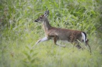 Fawn In October Fine Art Print