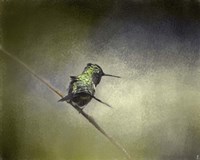 Feeling Frisky Hummingbird Fine Art Print