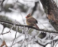 Female Cardinal Braving The Cold Fine Art Print