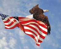 Flight of Freedom Bald Eagle Fine Art Print