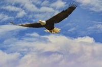 Fly High Bald Eagle Fine Art Print