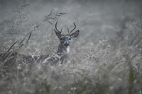 Foggy Morning Buck Fine Art Print