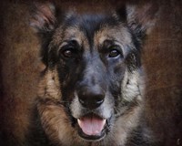 German Shepherd Face Fine Art Print