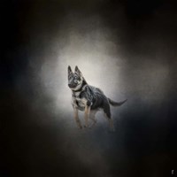 German Shepherd Puppy Feet First Fine Art Print