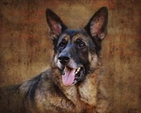 German Shepherd Fine Art Print