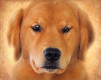 Golden Retriever Portrait Fine Art Print