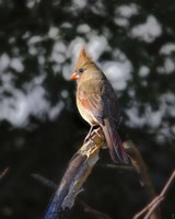 Good Morning Sunshine Fine Art Print