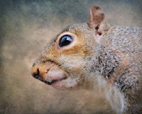 Gray Squirrel Portrait Fine Art Print