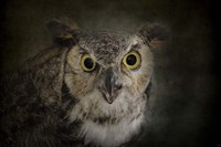Great Horned Owl Fine Art Print