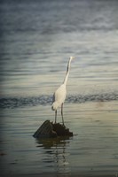 Great White Egret At Sunrise Fine Art Print
