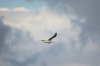 Gull Over Paris Landing Fine Art Print