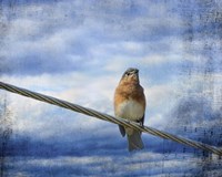 Heavenly Song Of The Bluebird Fine Art Print