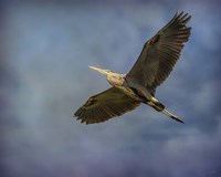 Heron Overhead Fine Art Print