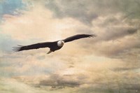 High Flyer Bald Eagle Fine Art Print