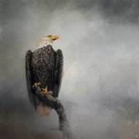 High Perch Bald Eagle Fine Art Print
