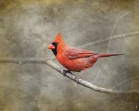 His Red Glory Cardinal Fine Art Print