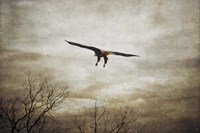 Home Safely Bald Eagle Fine Art Print
