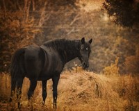 Horse And The Haystack Fine Art Print