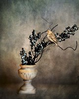 House Finch and Berries Fine Art Print