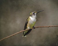 Hummingbird Portrait Fine Art Print