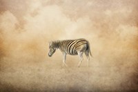 Indian Summer Zebra Fine Art Print