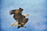 Landing Gear Bald Eagle Fine Art Print