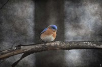 Last Day Home Bluebird Fine Art Print