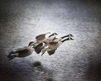 Last Flight Of The Day Fine Art Print