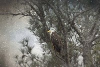 Last Winter Blast Bald Eagle Fine Art Print